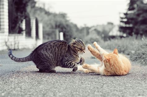 5 Things To Know About Cat Fights Catwatch Newsletter