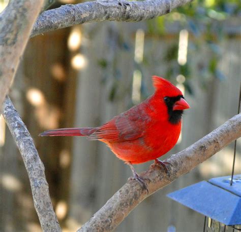 Male Northern Cardinal Living With A Hopeful Heart