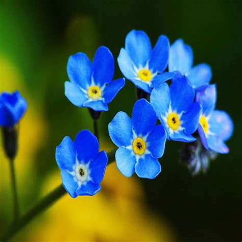 Forget Me Not Blue Flower Seeds Myosotis Alpestris Blue Etsy