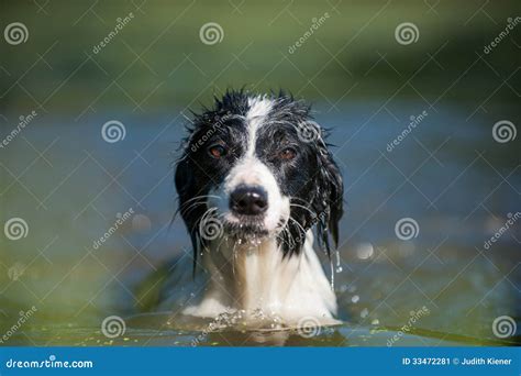Border Collie Dog Stock Image Image Of Outside Collie 33472281