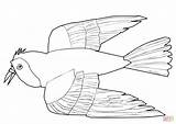Bird Coloring Albatross Printable Drawing Sheet Hen Puppets Getcolorings Getdrawings Template Drawings sketch template