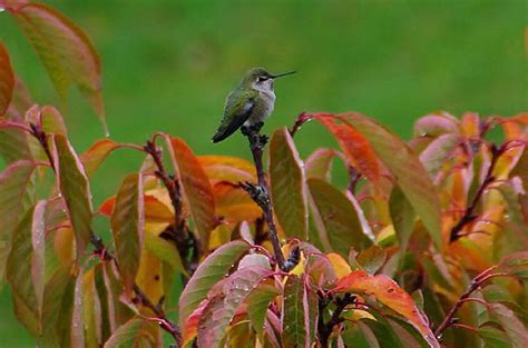 Five Fascinating Facts About Fall Hummingbird Migration