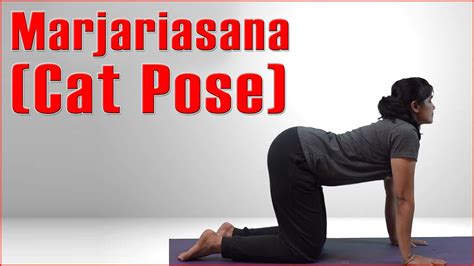 Ashtanga Yoga Marjariasana Cat Pose Its Benefits Check More At