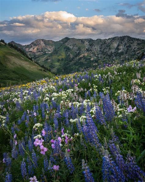 Spring Is Near In The Wasatch Mountains Of Utah Photo Clint Losee