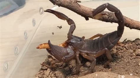 Heterometrus Swammerdami Giant Forest Scorpion Scorpion Youtube