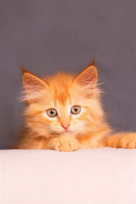 Orange Tabby Cat Fascinating Facts About Orange Cats Artofit