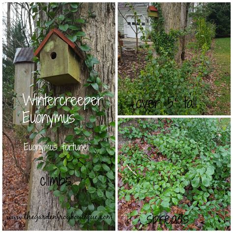 Wintercreeper Euonymus Is A Shrub Groundcover And A Climber Garden