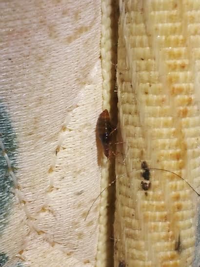 What A Nightmare Bed Bug Infestation Looks Like Worcester Herald