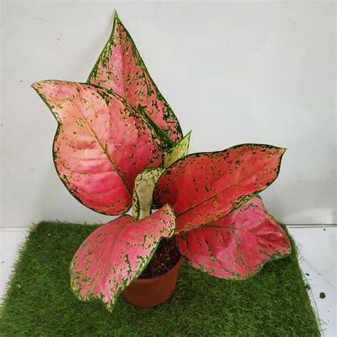 Pink Lady Valentine Plant