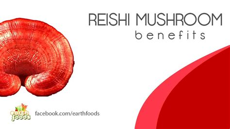 What Is Reishi Reishi Mushroom 101 And Health Benefits Youtube