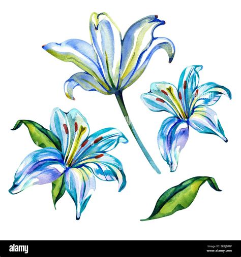 Watercolor Lilly Flower Set Of Floral Elements Isolated On White