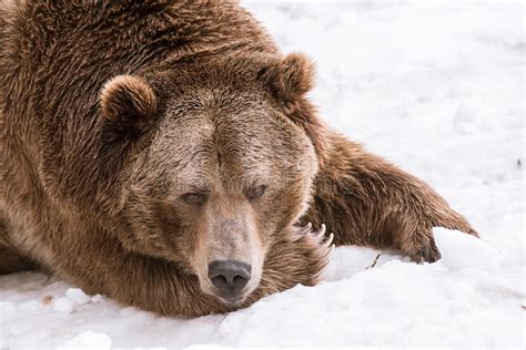 Close Up Grizzly Bear In The Winter With Snow Life Styleeat Play Chill