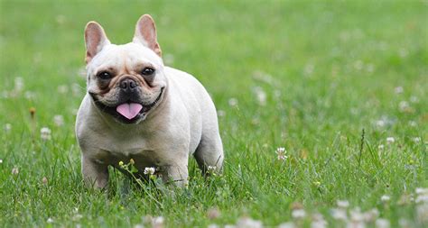 French bulldog health is a distressing topic for any dog lover to go into. Do French Bulldogs Overheat? (Plus Tips For Keeping Them Cool)