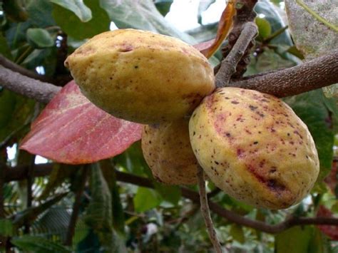 tropical almond the fruit called fruit in nigeria dnb stories africa