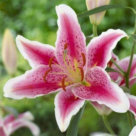 Stargazer Oriental Lily And Dwarf Patio Lily Flower Bulbs In 2021