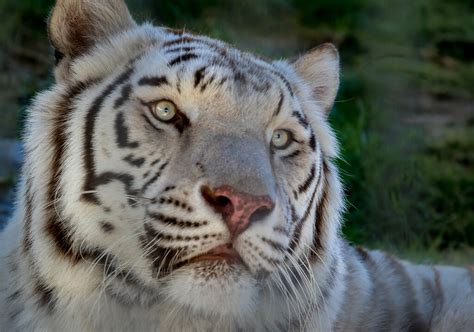 Bright Eyed White Bengal Tiger Cougar Mountain Zoo In Wash Flickr