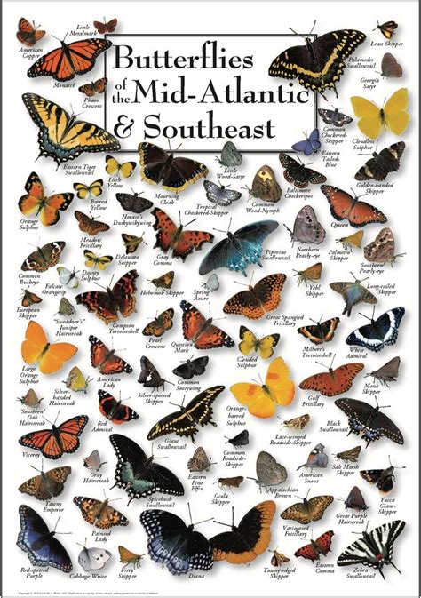 Earth Sky Water Butterflies Of The Mid Atlantic And Southeast