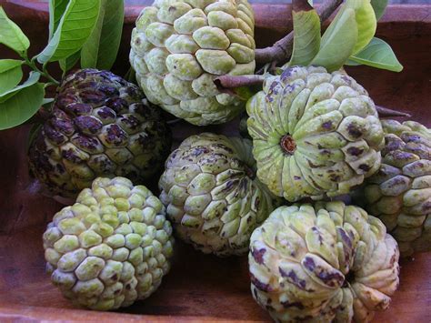Atis Sugar Apples Benefits For Health And Body Skin Hair And Side