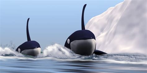 Two Bull Killer Whales Pass Near An Iceberg In The North Arctic Ccean