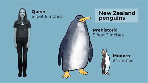 Penguins Evolution The Penguin Evolution Storyboard By 5de6035b Why