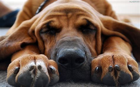 Cute Bloodhound Wallpaper 1920x1200 12394