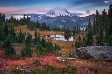 Stratovolcano Mount Rainier Trees The United States Viewes