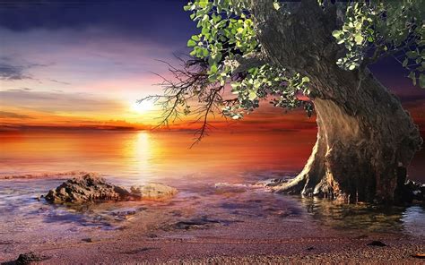 Hq Definition Wallpaper Desktop Tree Landscape Beach Sunset