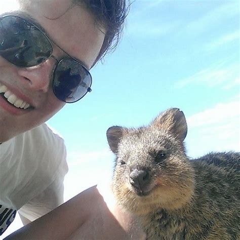 Updated daily, for more funny memes check our homepage. Selfies With Quokkas Is The New Hotness In Australia ...