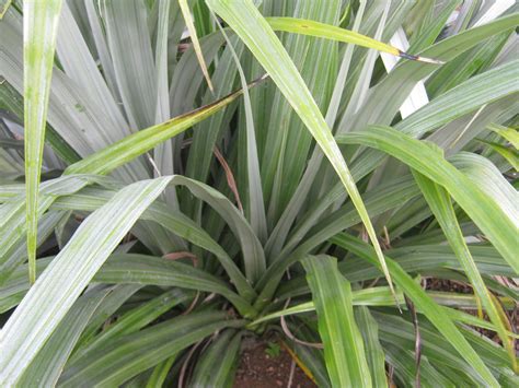 Deciduous trees offer a wider variety of landscaping elements including spring flowers or autumn colors but do not provide a year round screen. NZ SHRUBS - The Trees & Flowers of Whangarei.