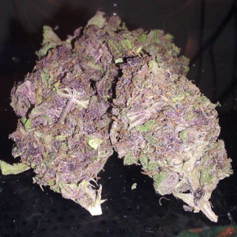 Buy Purple Kush Buy Purple Kush Ganja Estates Online Dispensary