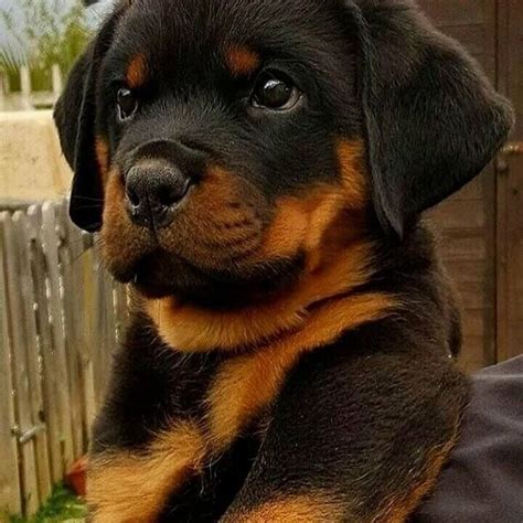 20 Photos That Prove Rottweilers Are The Coolest Dog Breed Ever Page