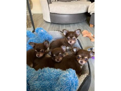 Gorgeous Chocolate Kc Long Hair Chihuahua Puppies Adairsville Puppies