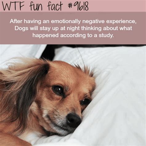 Top 10 Facts Of The World Wtf Fun Facts Fun Facts Dog Facts Kulturaupice