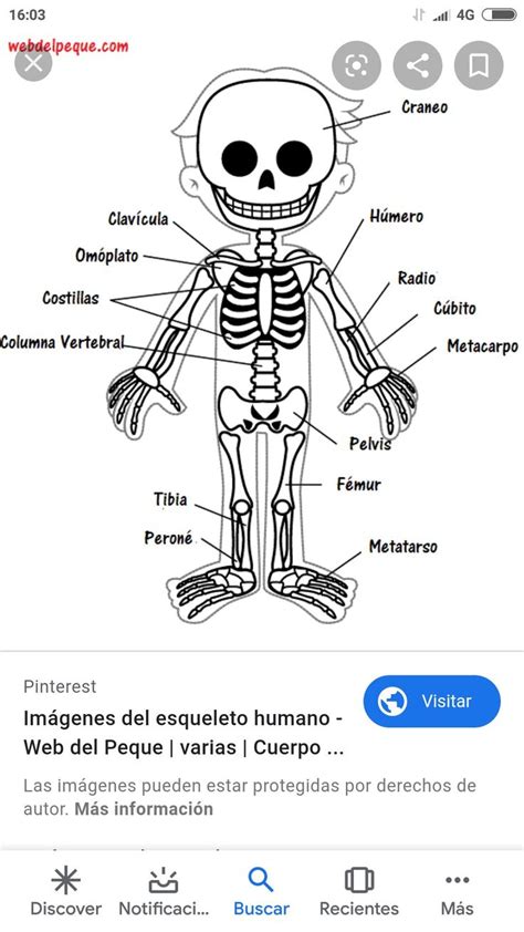 Pin De Cecilia Gil C En Educación Esqueleto Humano Para Niños