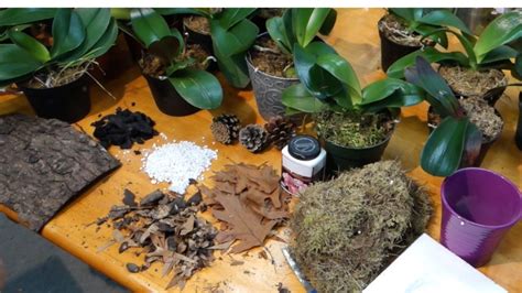 How To Prepare The Best Potting Media For Phalaenopsis Orchids Youtube