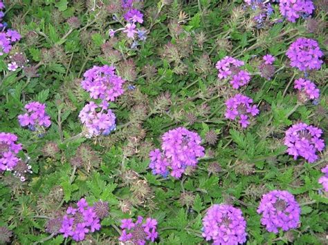 How to kill purple flowering weeds. And The Winner Is A Wonderful Purple Flower Called