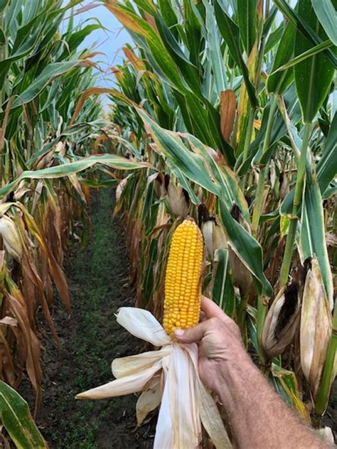 Sweet Corn Prices On The Rise Specialty Crop Industry