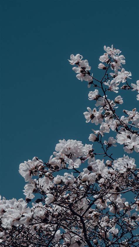Vintage Flowers Wallpaper, Flower Iphone Wallpaper, Flower Background
