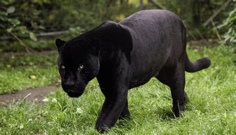 6 States In India Where You Can Spot Black Panther