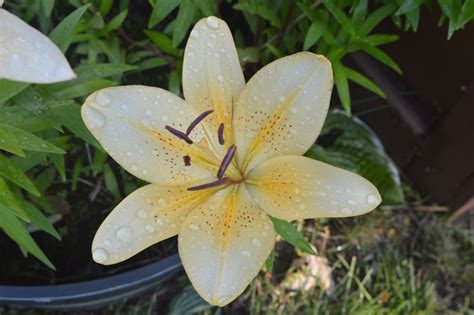 Mypictureday Vanilla Scented Lilies Flowers In The Rain — Steemit