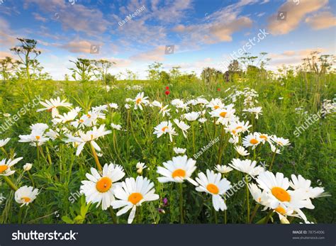 Beautiful Field Of Flowers In Summer Stock Photo 78754006 Shutterstock