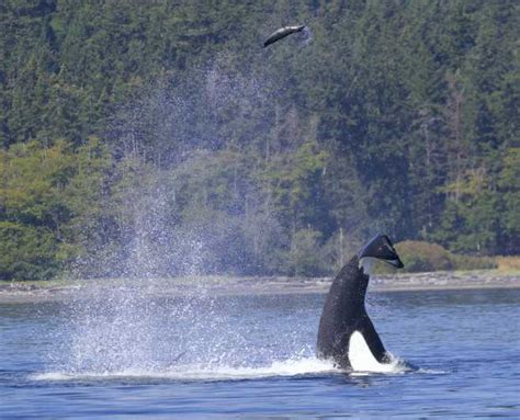 Whale Watching Tour In Victoria Bc Getyourguide