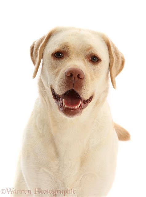 Dog Pale Yellow Labrador 3 Years Old Photo Wp50023