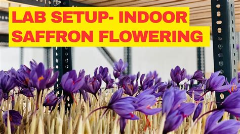 Indoor Saffron Farming Lab Setup Flowering Nov 1st How To Grow