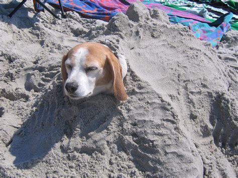 Dog Buried In Sand