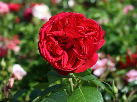 Strauchrose Red Eden Rose Rosa Red Eden Rose Baumschule