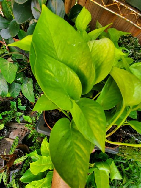 Neon Green Pothos Live Plant 4 Pot Tropical Indoors And Etsy