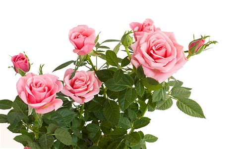Rose Bush Stock Photos Pictures And Royalty Free Images Istock