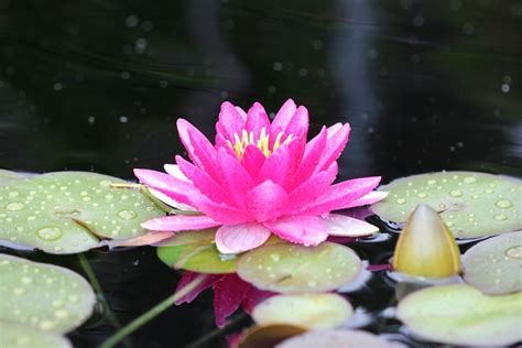 Filekaldari Water Lily Wikimedia Commons