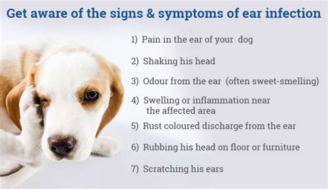 Best Natural Remedies For Ear Infection In Dogs Discountpetcare